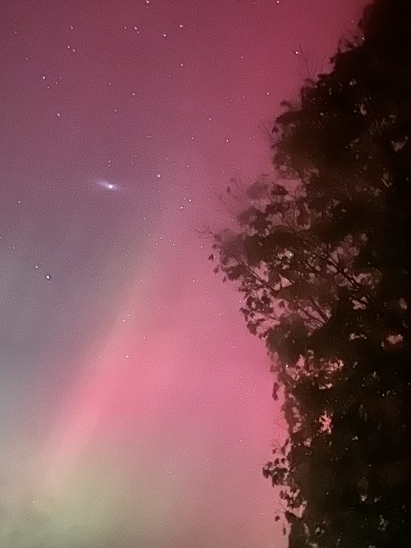 northern lights and trees