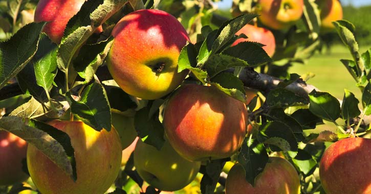 Adirondack Fall Apple Picking & U-Pick Orchards