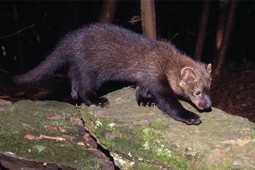 What is a Fisher Cat?