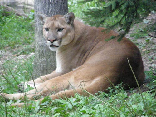eastern cougar facts
