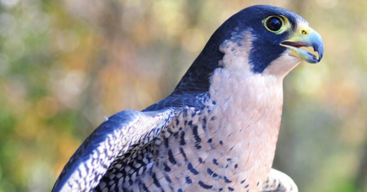 About Peregrine Falcons in the Adirondacks