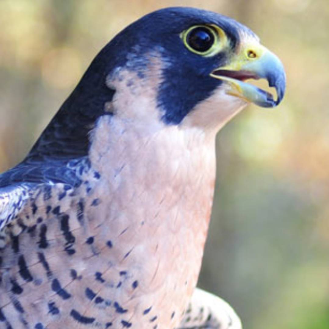 what is peregrine in astrology