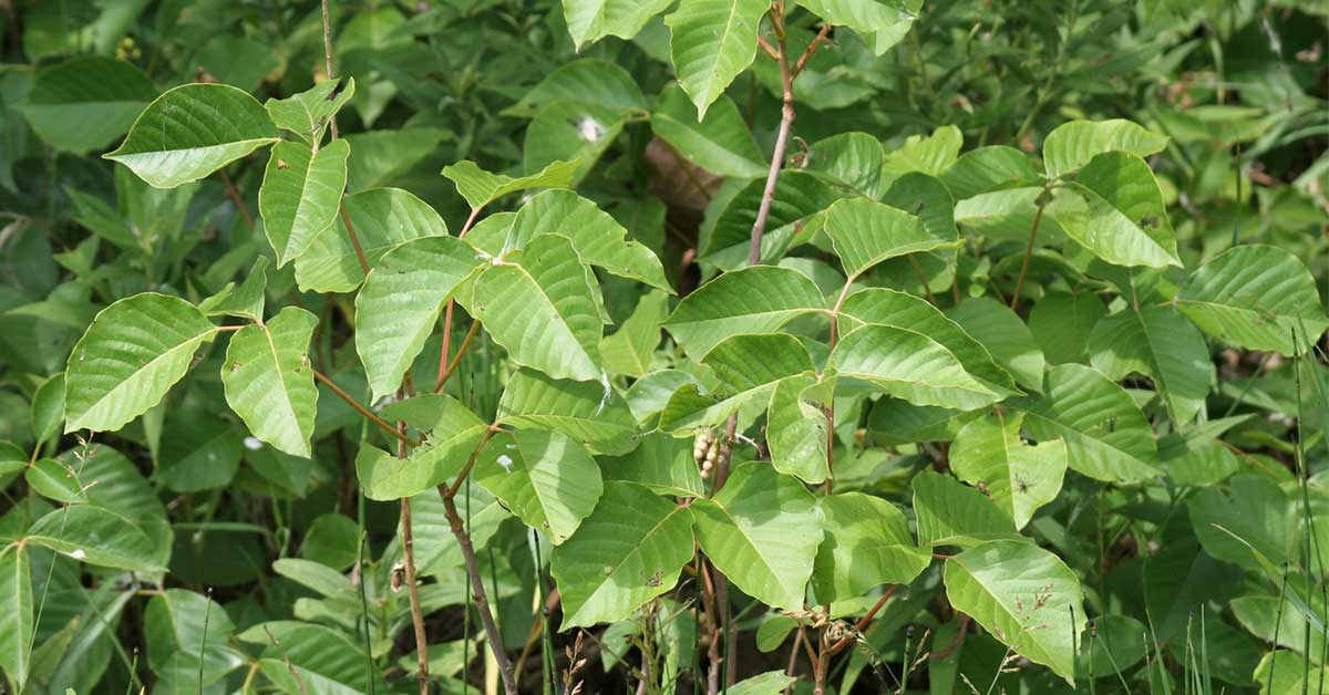 Types Of Poison Ivy Plants