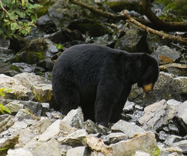 List of Animals - Adirondack Animal Land