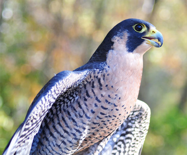 paragon falcon